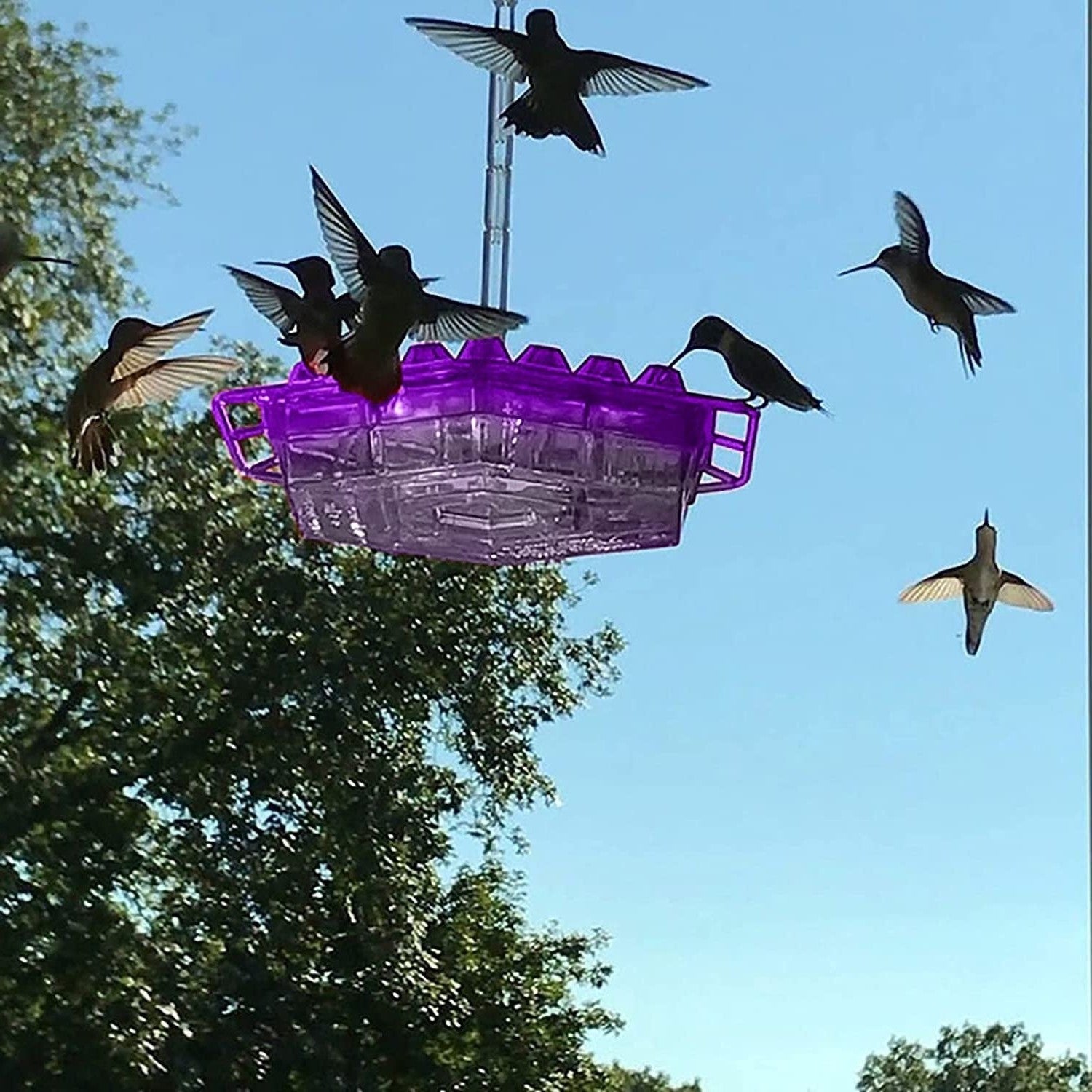 Hummingbird Feeder with Ant Moat Easy-Fill Hanging Outdoor Feeder