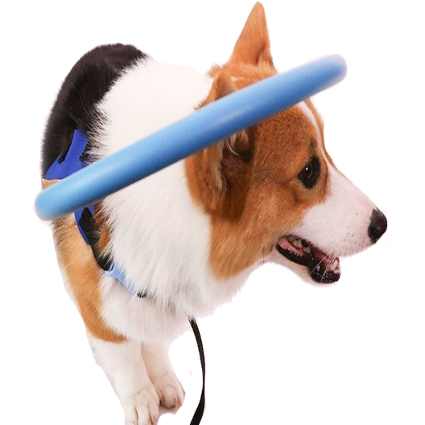 Blind Dog Mobility Aid Protective Bumper Guidance Collar